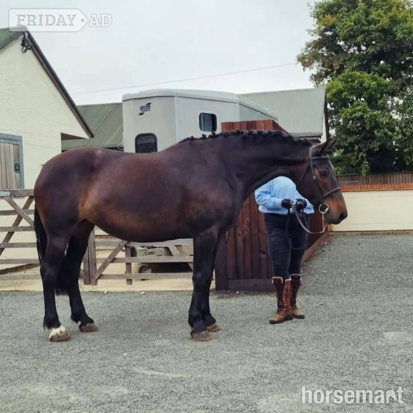 "Loughmelvin Banlaoch" Bay Mare Broodmare in West Malling