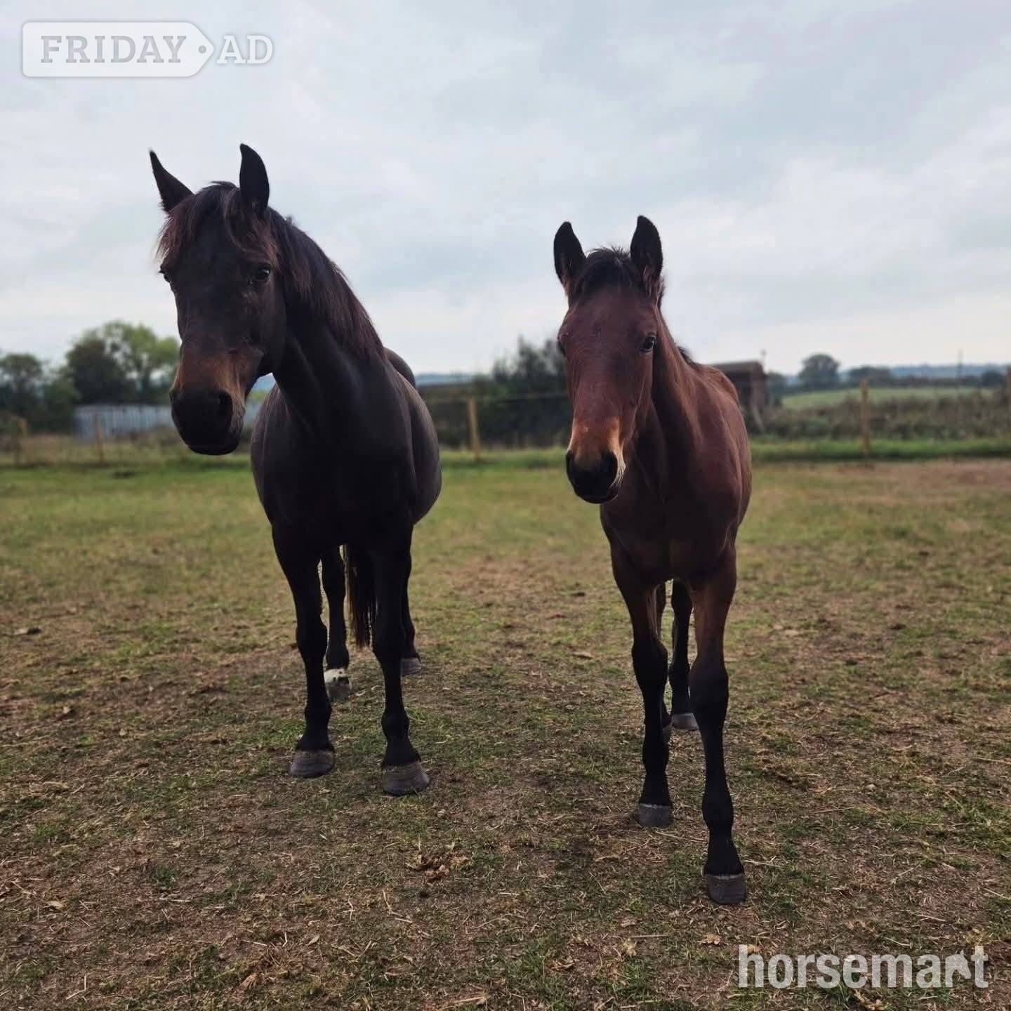 "Loughmelvin Banlaoch" Bay Mare Broodmare