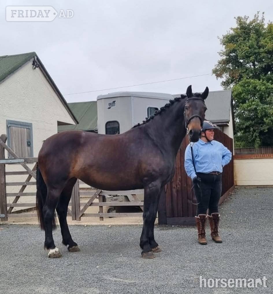 West Malling "Loughmelvin Banlaoch" Bay Mare Broodmare