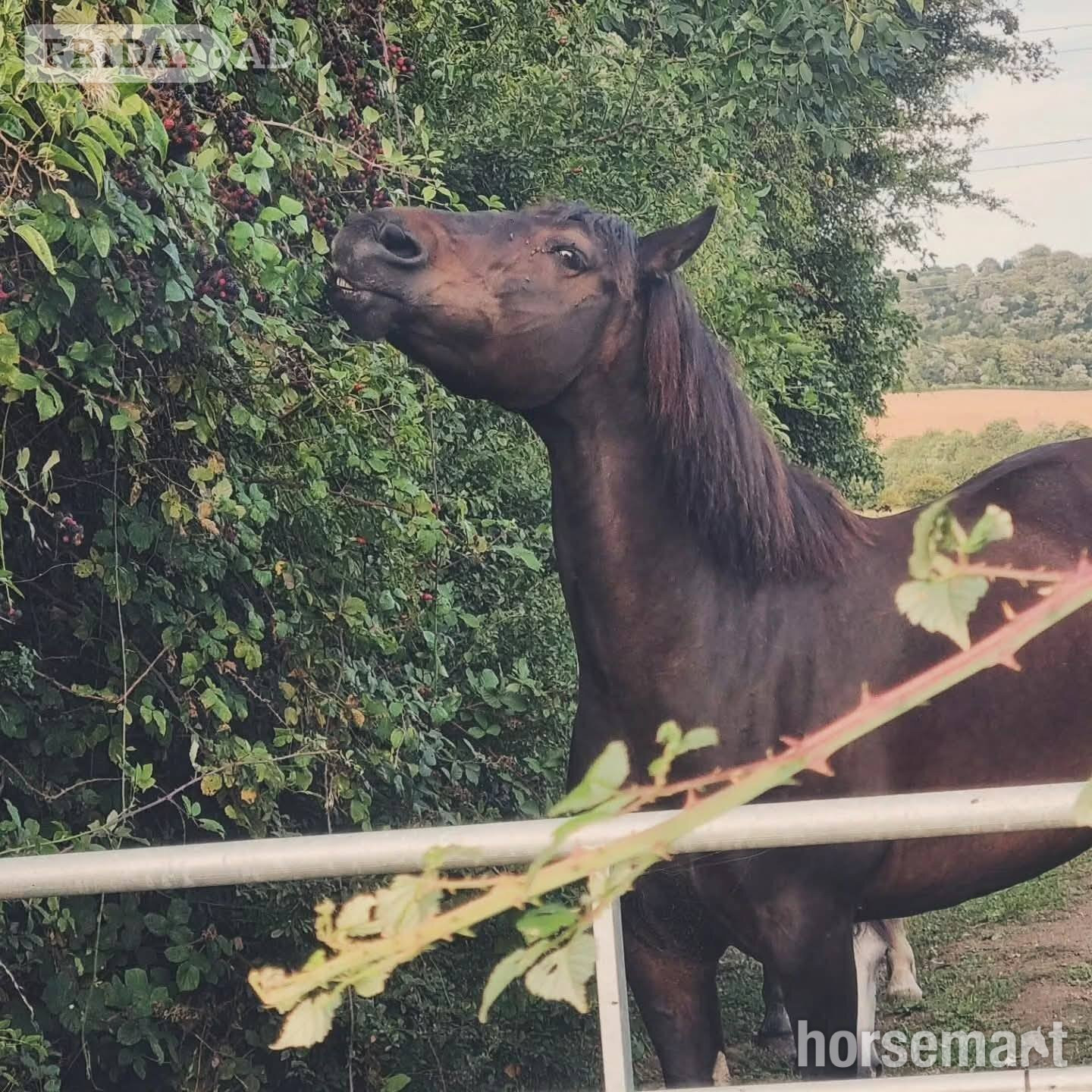 "Loughmelvin Banlaoch" Bay Mare Broodmare - Horses in West Malling