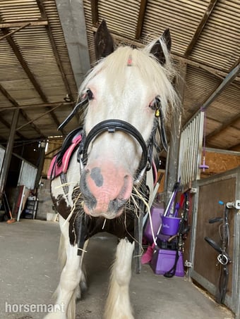 "Manni " Coloured Gelding Coloured