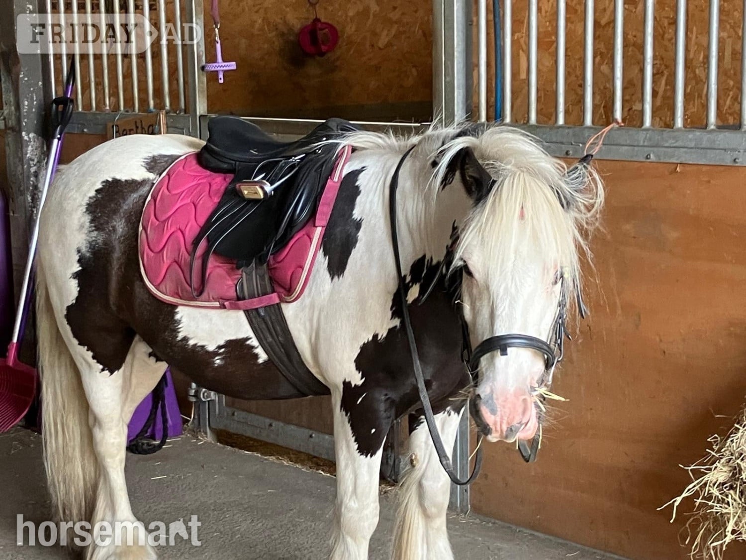 "Manni " Coloured Gelding Coloured