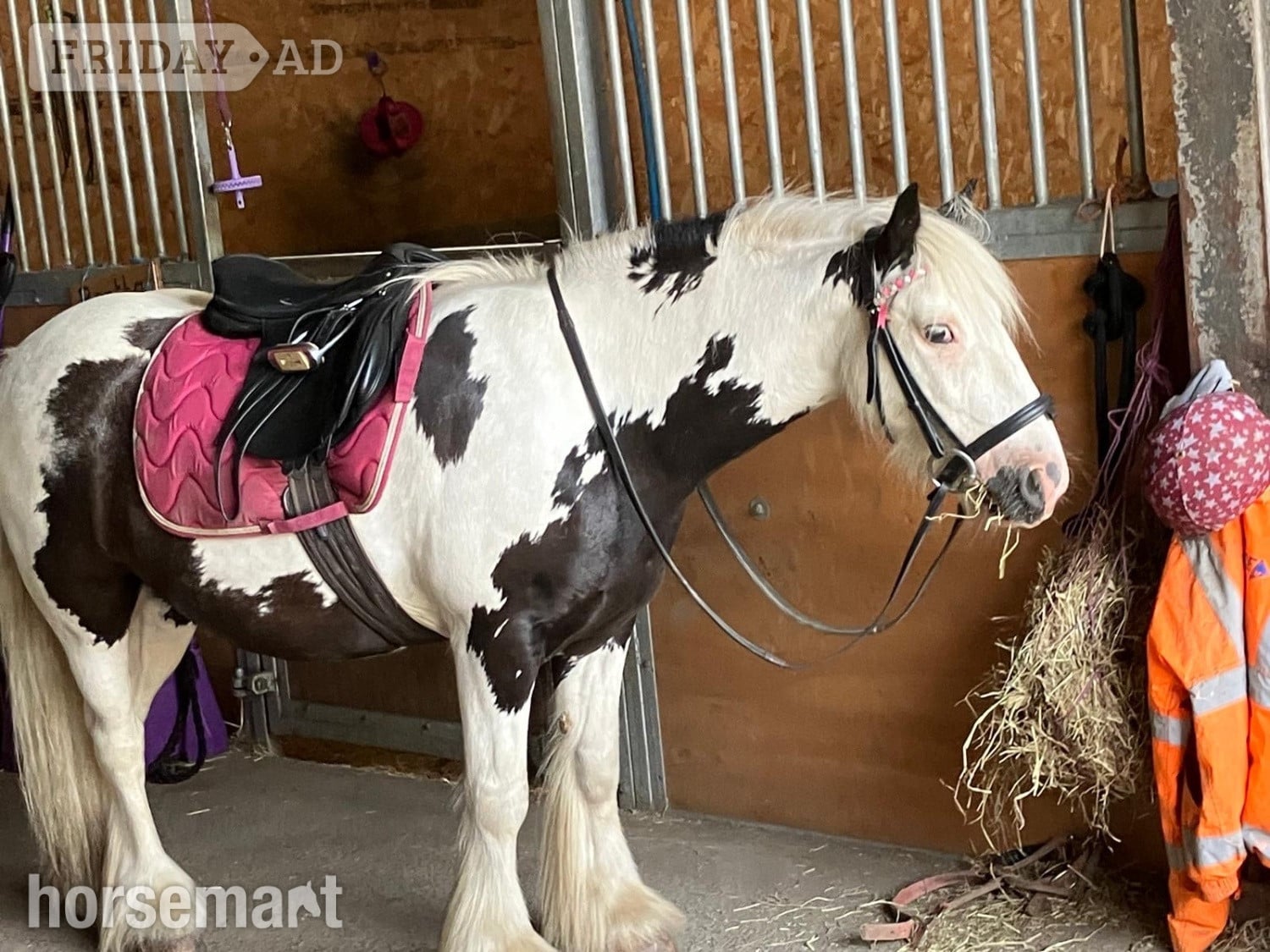 Cleckheaton "Manni " Coloured Gelding Coloured