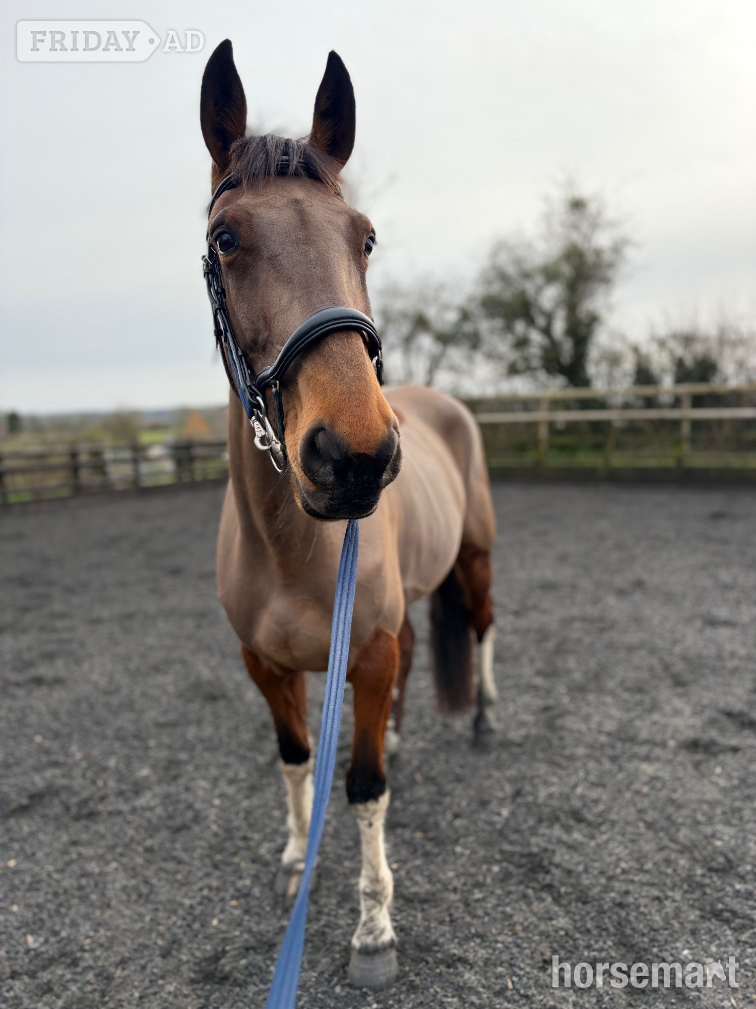 "Joey " Bay Gelding Project Horse in Llanvaches