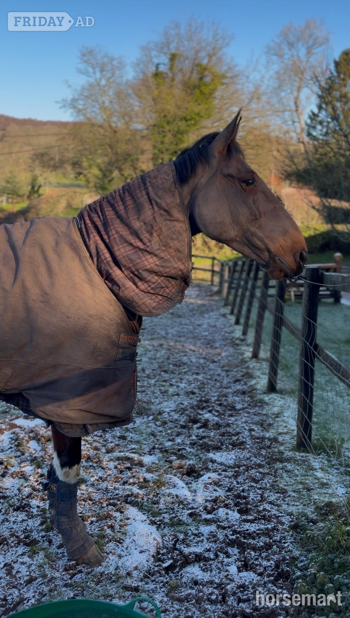 "Joey " Bay Gelding Project Horse