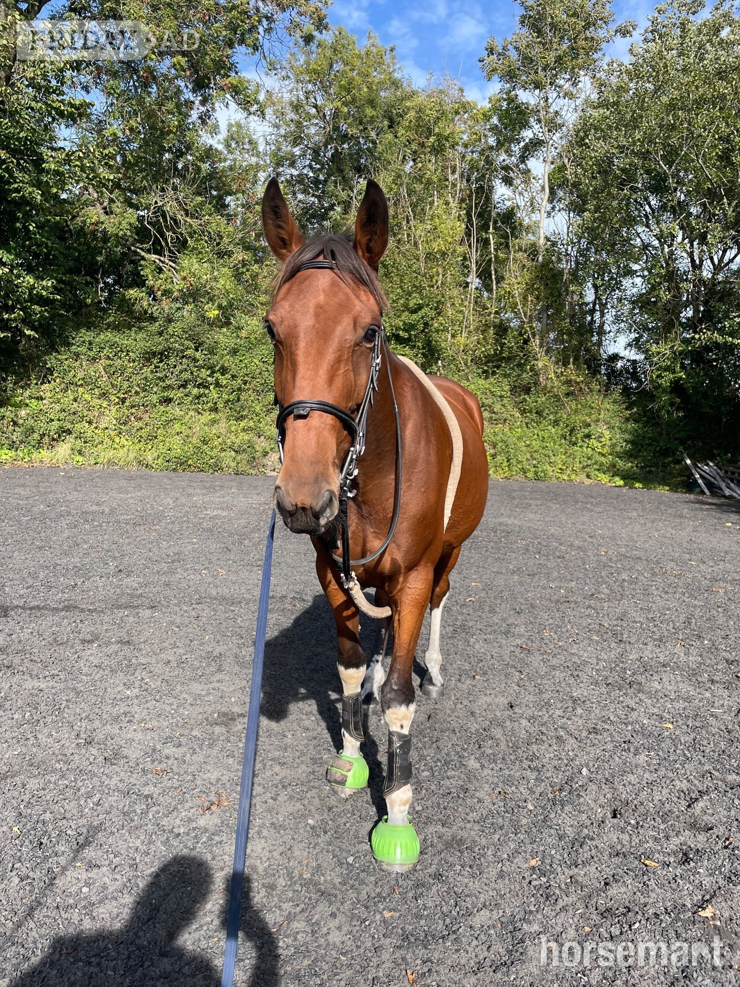 Llanvaches "Joey " Bay Gelding Project Horse