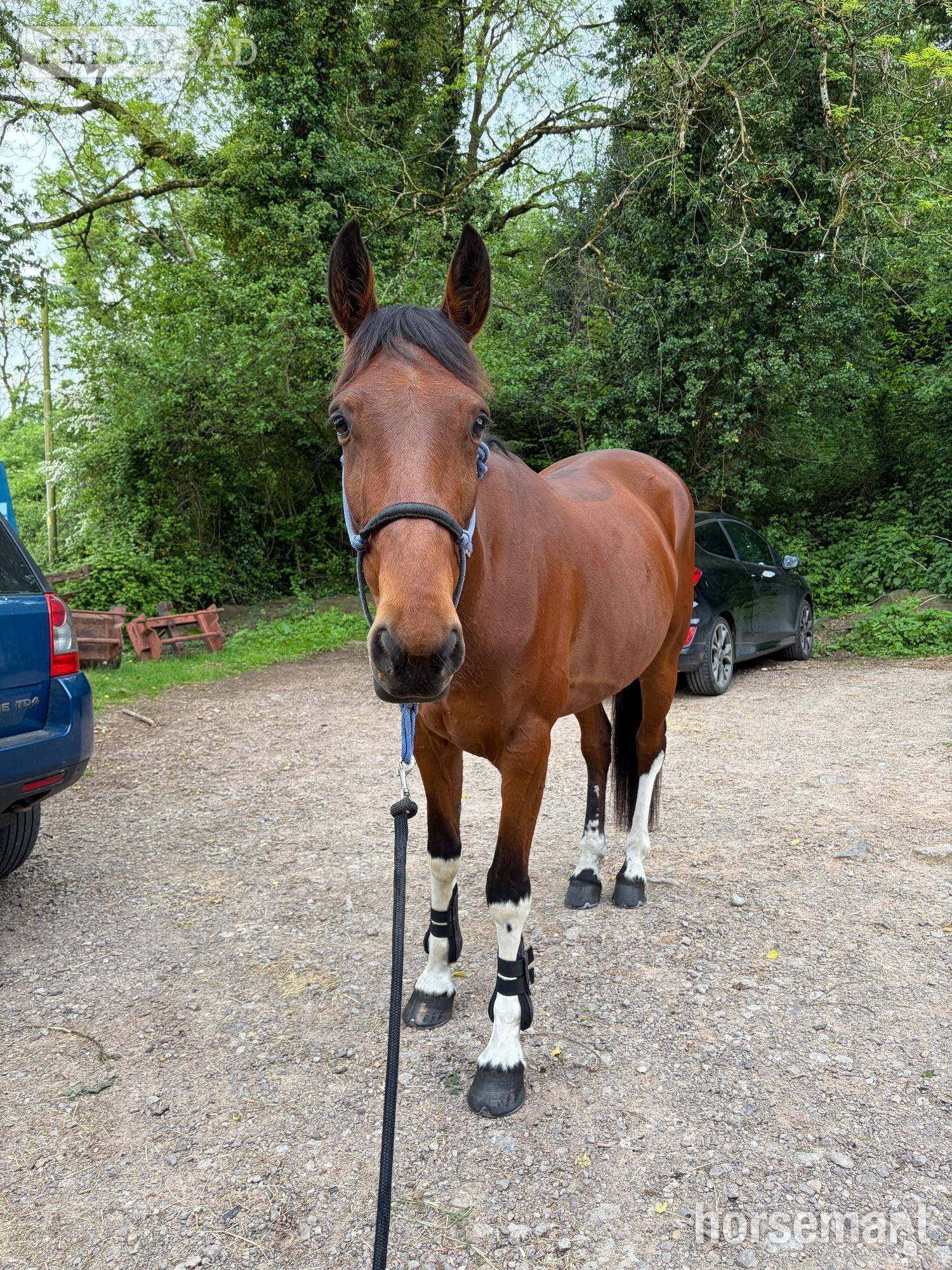 "Joey " Bay Gelding Project Horse - Horses in Llanvaches