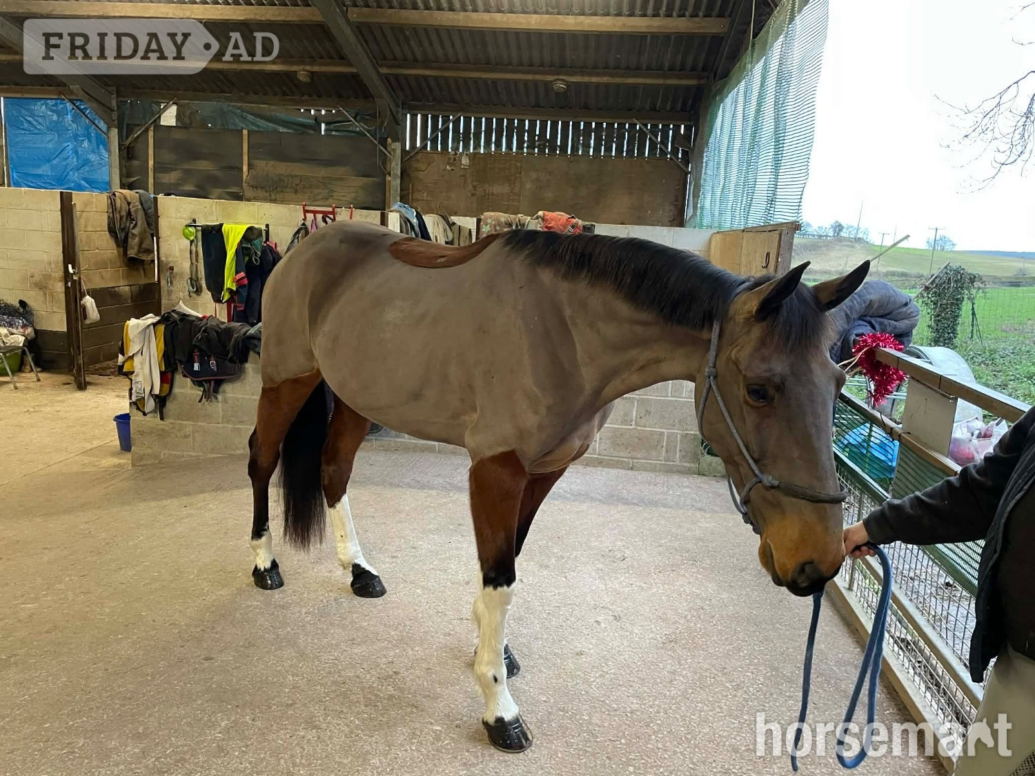 "Joey " Bay Gelding Project Horse - Horses