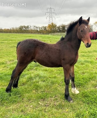 "Teddy" Bay Gelding Youngstock / Foal