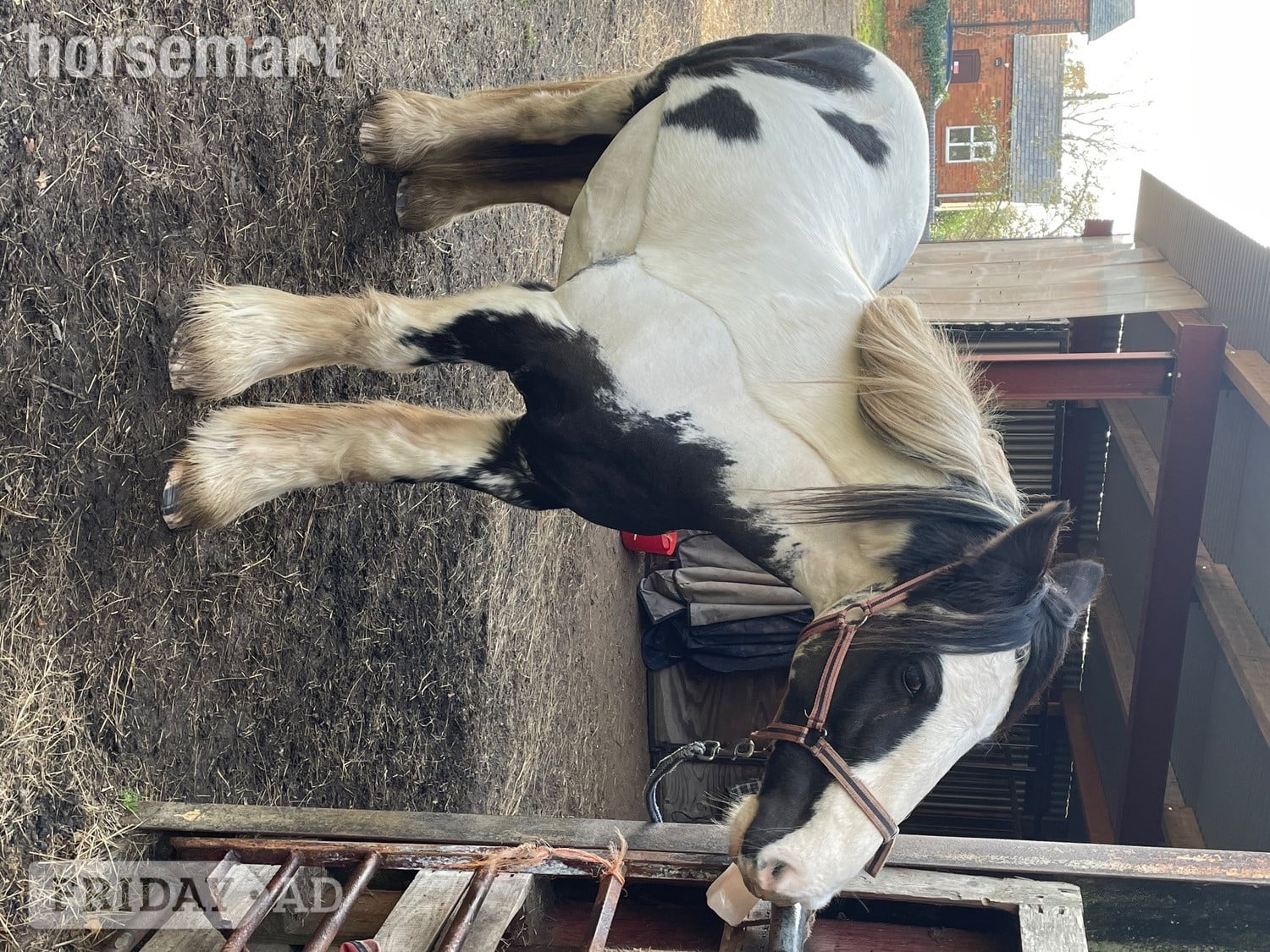 Part Loan- Near Alcester (Warks/Worcs border) - Horses in Cookhill