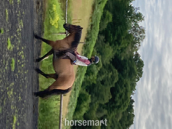 "Amber rose of carlung" Bay Mare Mountain & Moorland Pony