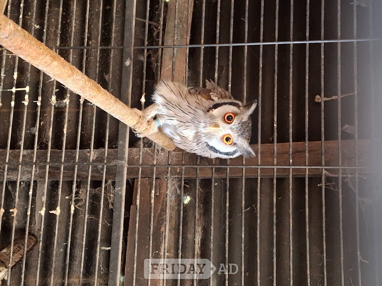 WANTED -WHITE FACED SCOP MALE AND FEMALE FOR BREEDING in Aberdare