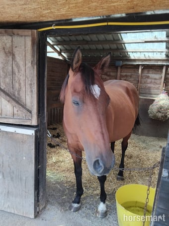 "Joey" Bay Gelding Project Horse