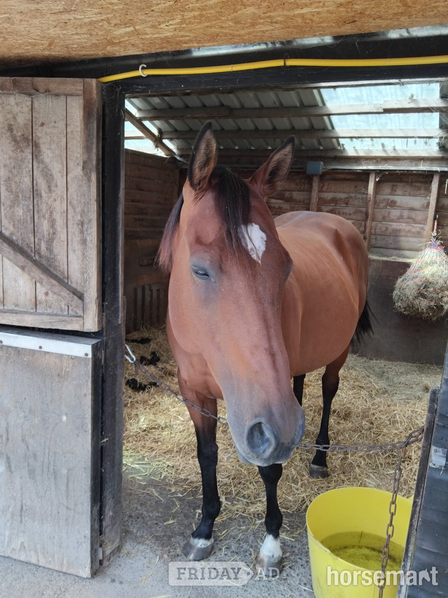 "Joey" Bay Gelding Project Horse in Banwell