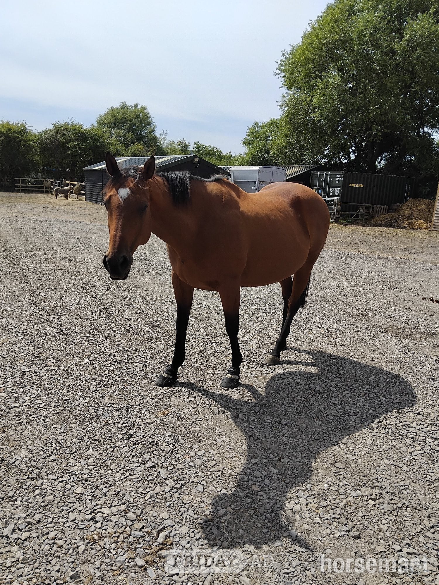 "Joey" Bay Gelding Project Horse