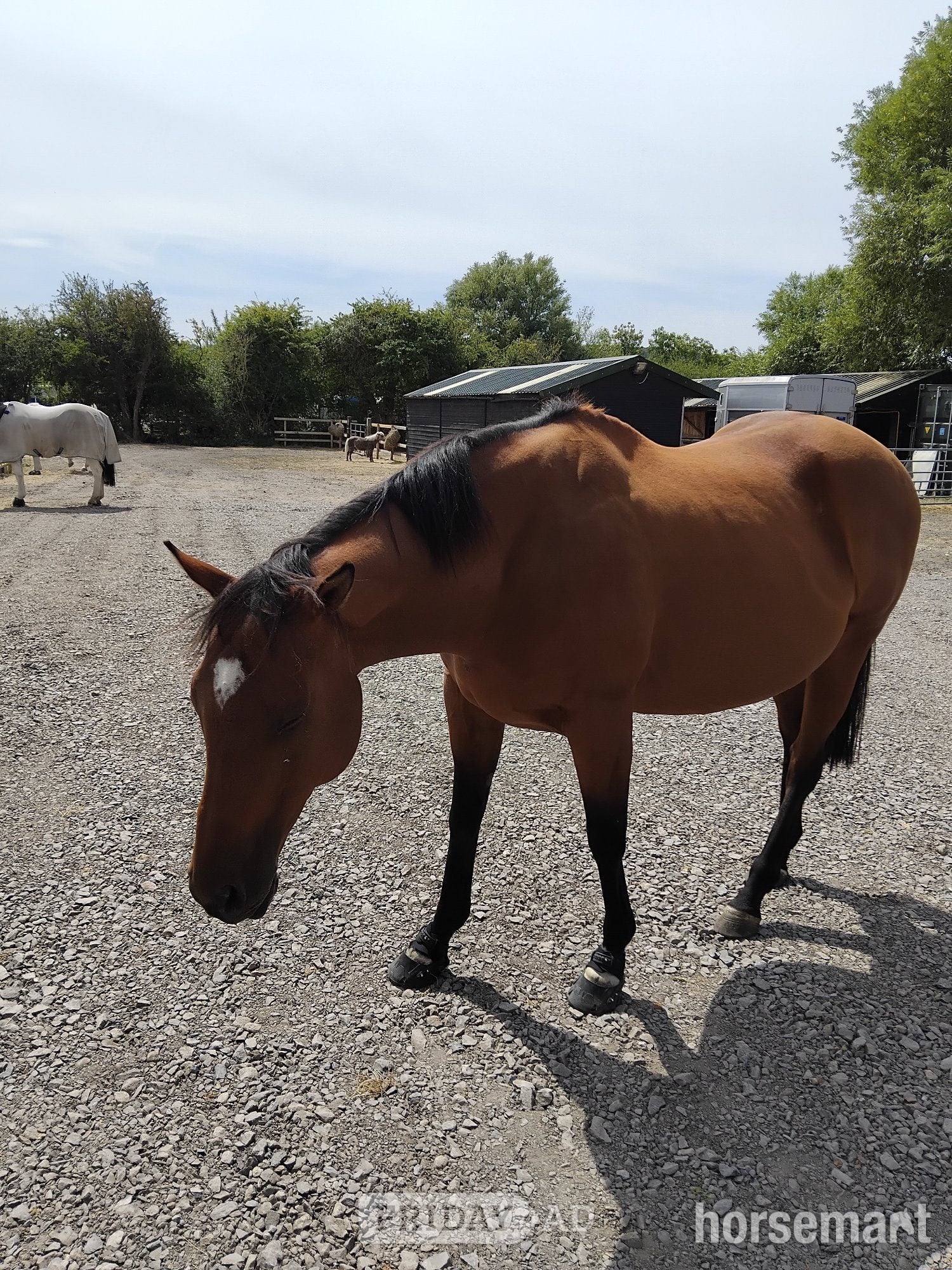 Banwell "Joey" Bay Gelding Project Horse