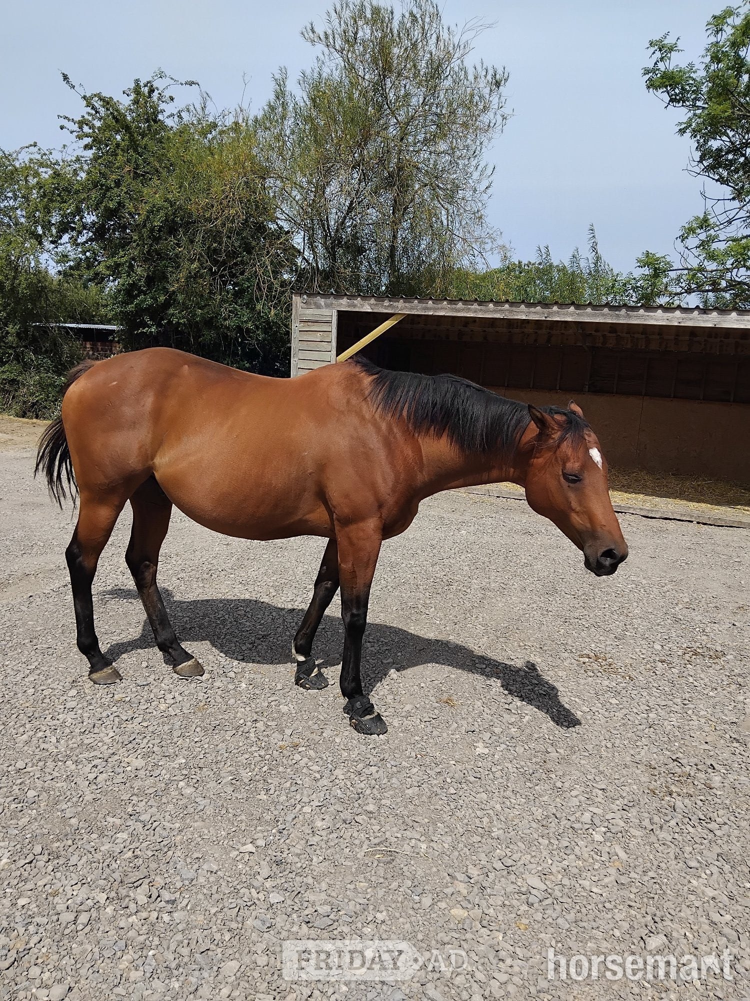 "Joey" Bay Gelding Project Horse - Horses in Banwell