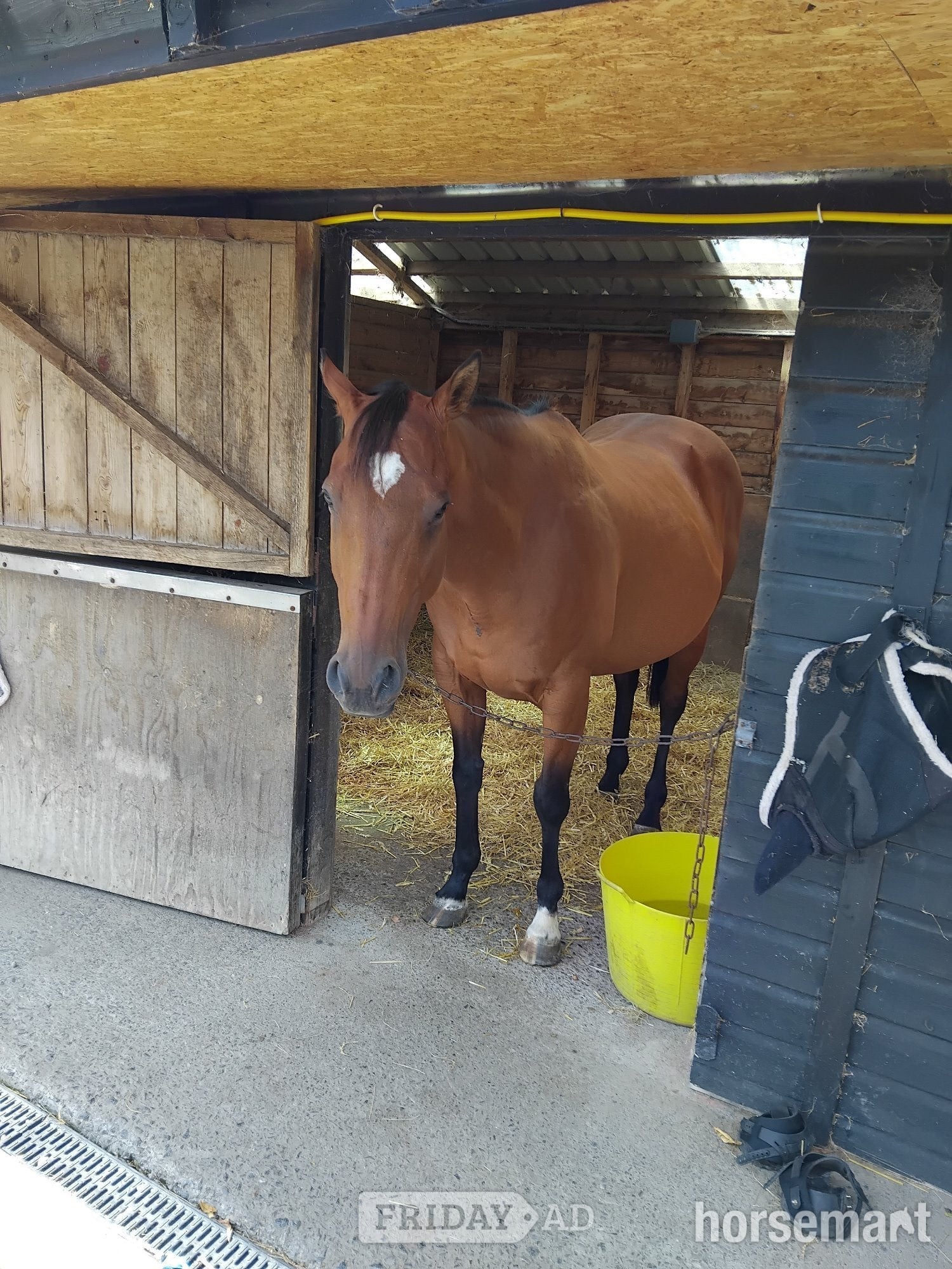 "Joey" Bay Gelding Project Horse - Horses