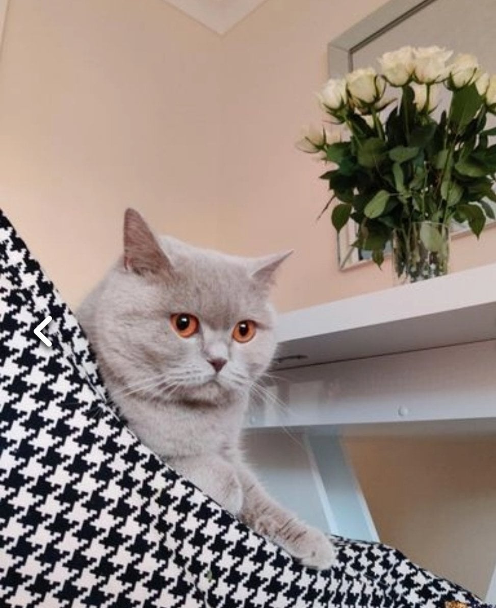 Amazing British shorthair Blue kittens 
