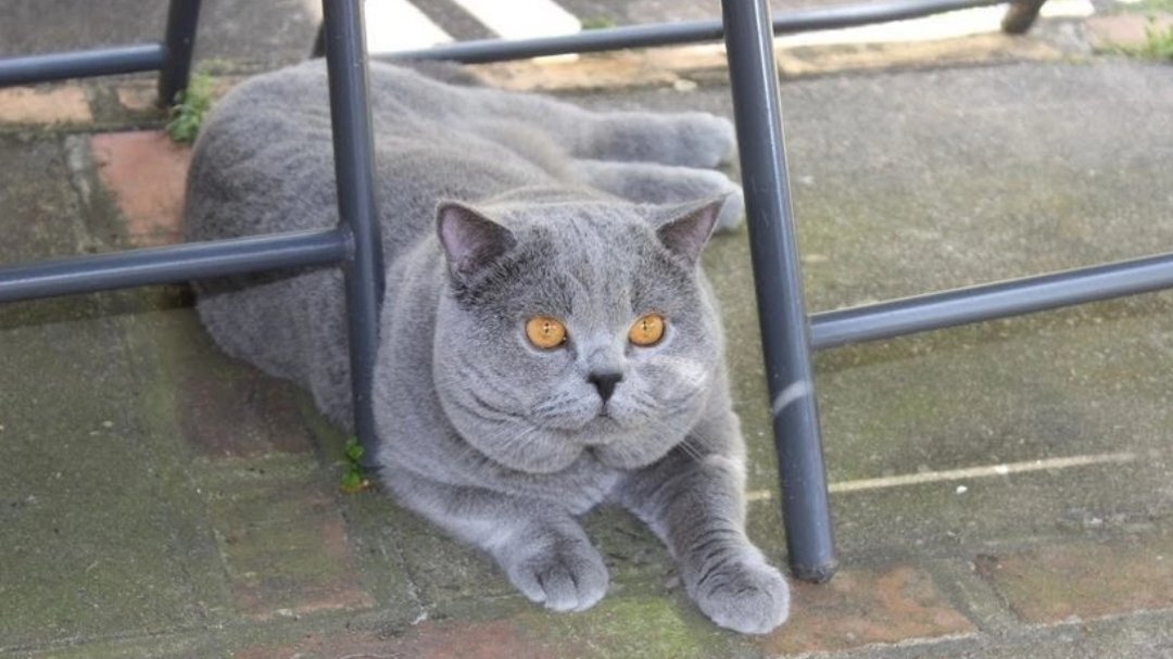 Ware Amazing British shorthair Blue kittens 