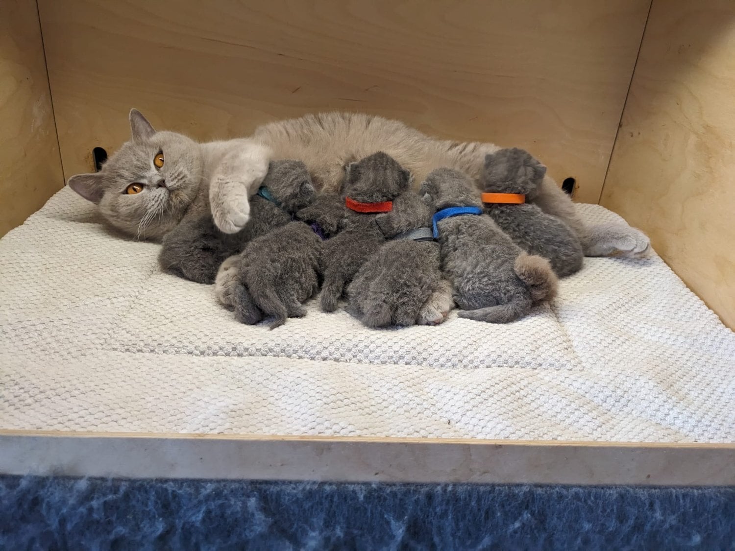 Amazing British shorthair Blue kittens  - Cats & Kittens in Ware
