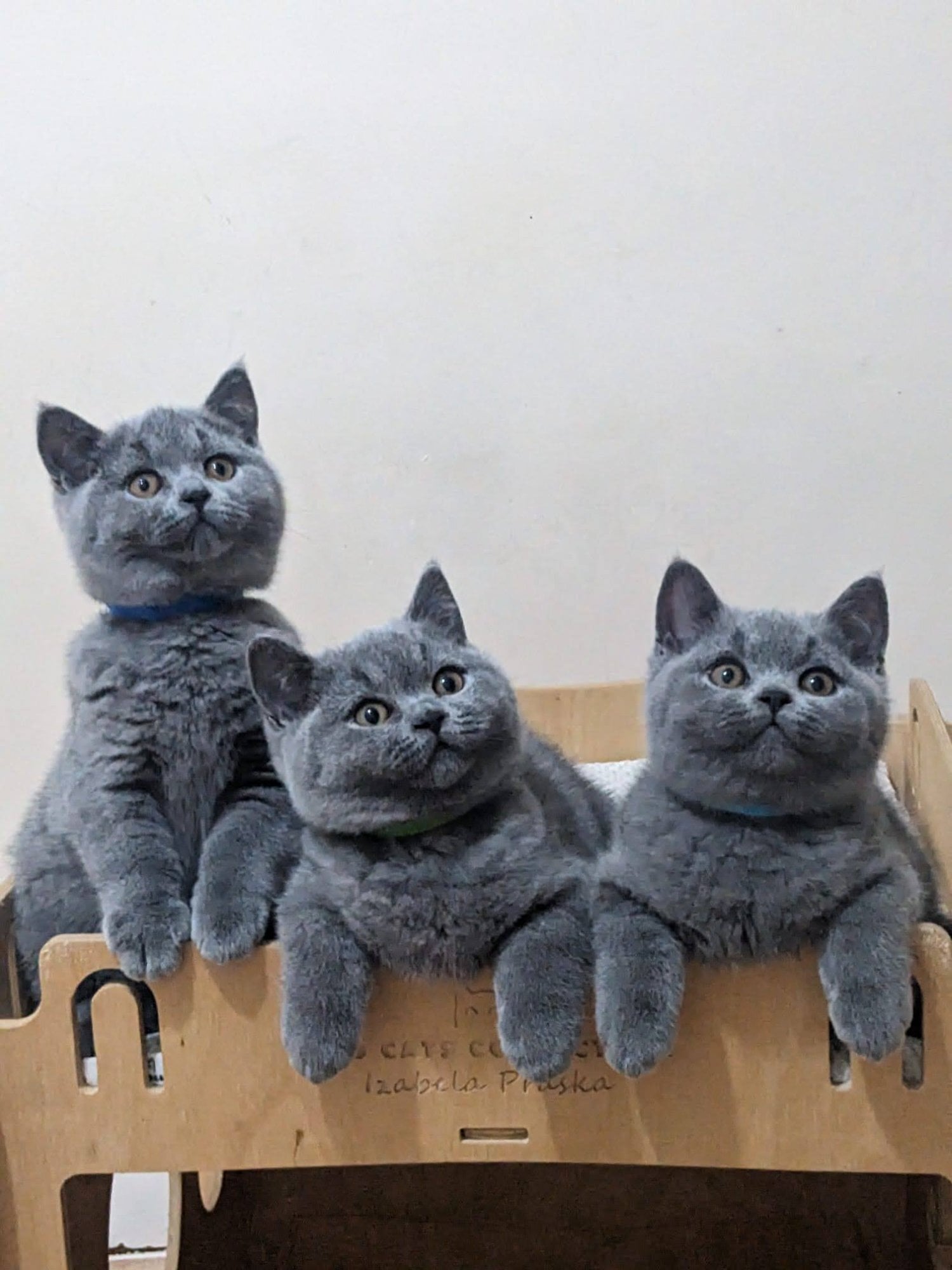 Amazing British shorthair Blue kittens  - Cats & Kittens