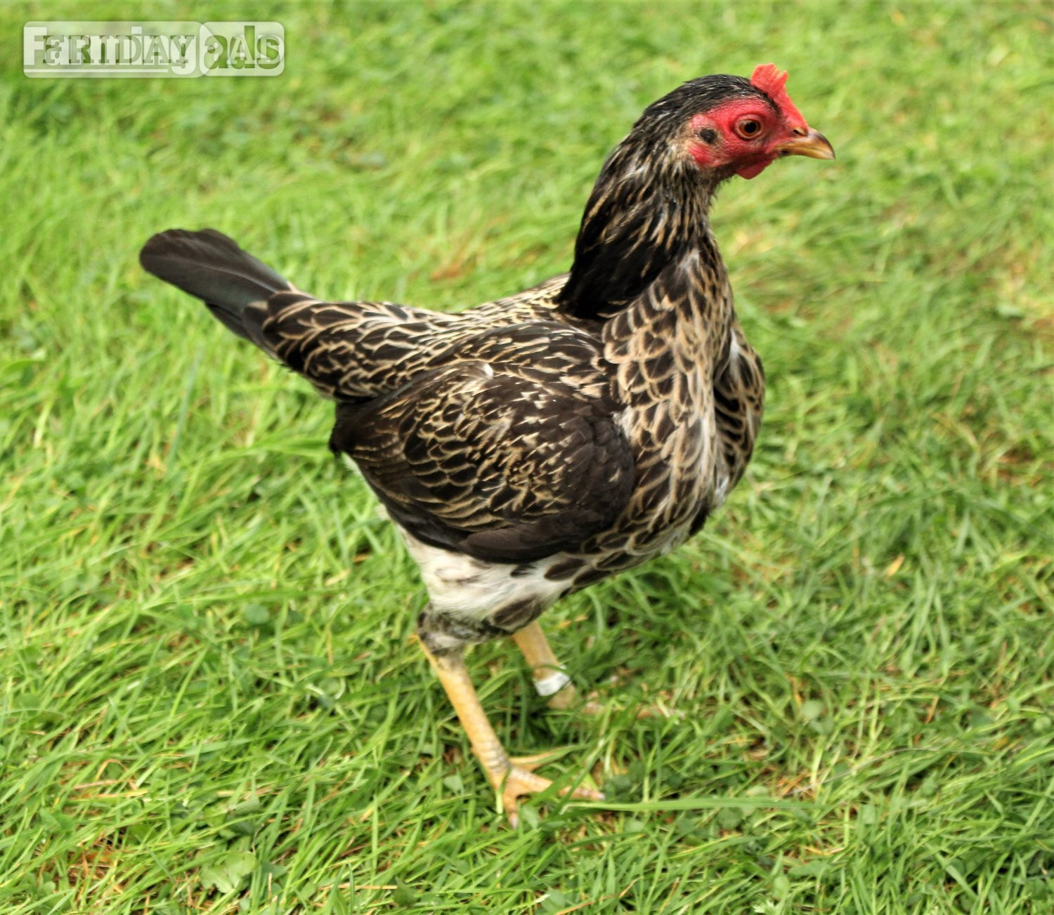 Bantams for sale in Stonehouses