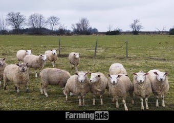 Finishing Lambs Cross Tex &amp; Charolais (20)
