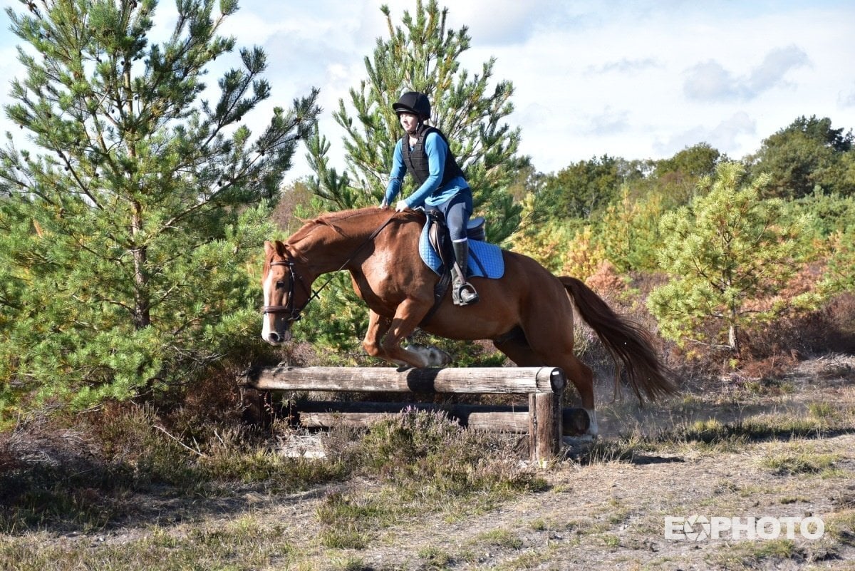"Colnevalley Utopia's Boy (Rango)" Chestnut Gelding All Rounder