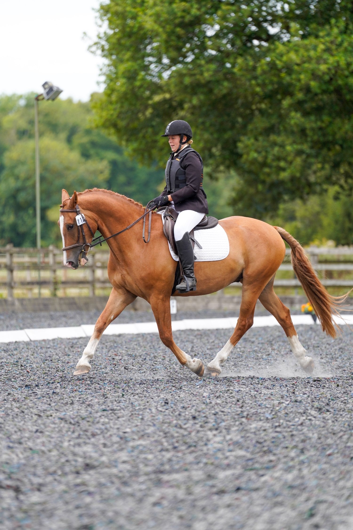 Tadley "Colnevalley Utopia's Boy (Rango)" Chestnut Gelding All Rounder