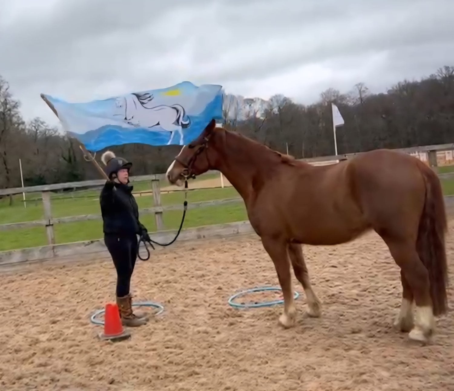 "Colnevalley Utopia's Boy (Rango)" Chestnut Gelding All Rounder - Horses in Tadley