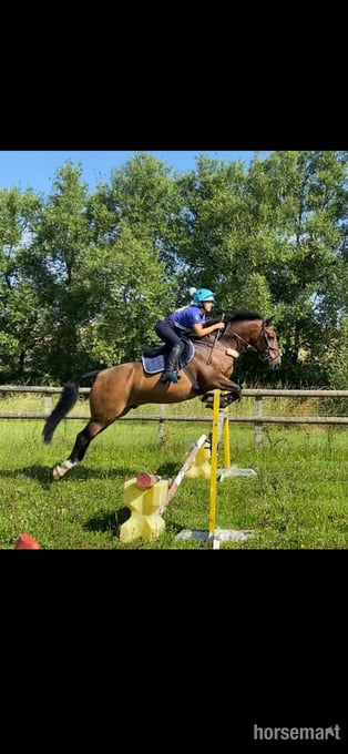 "FRED " Bay Gelding Show Jumper
