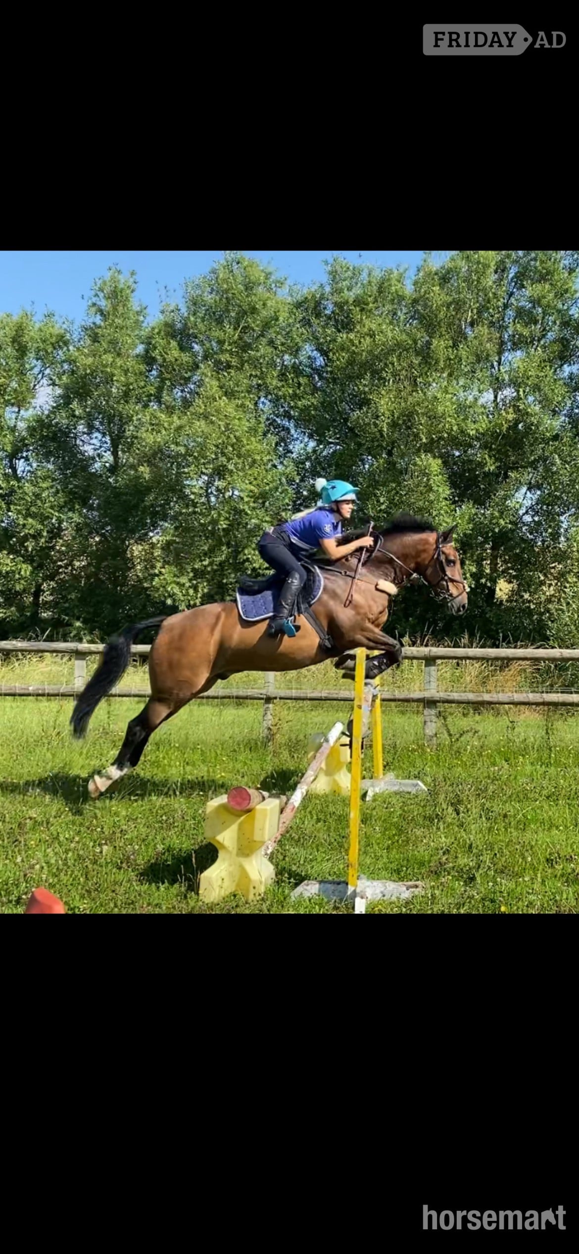 "FRED " Bay Gelding Show Jumper in Leamington Spa