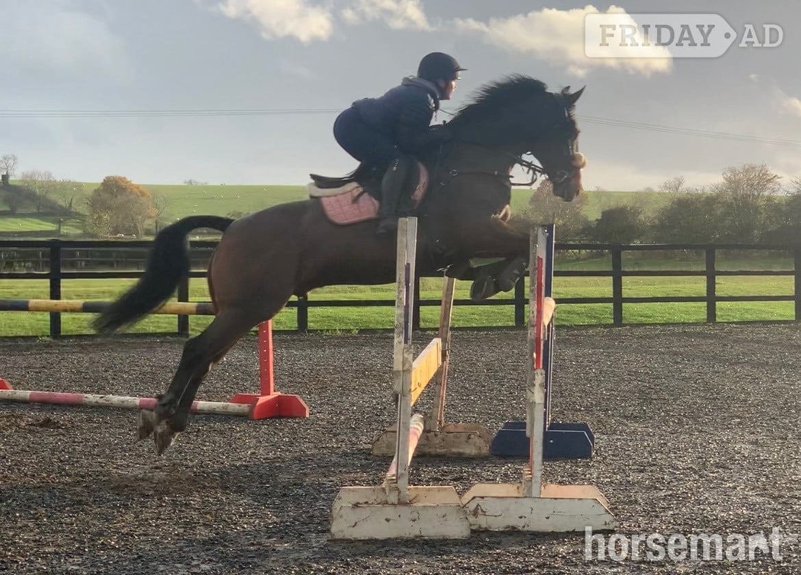 "FRED " Bay Gelding Show Jumper