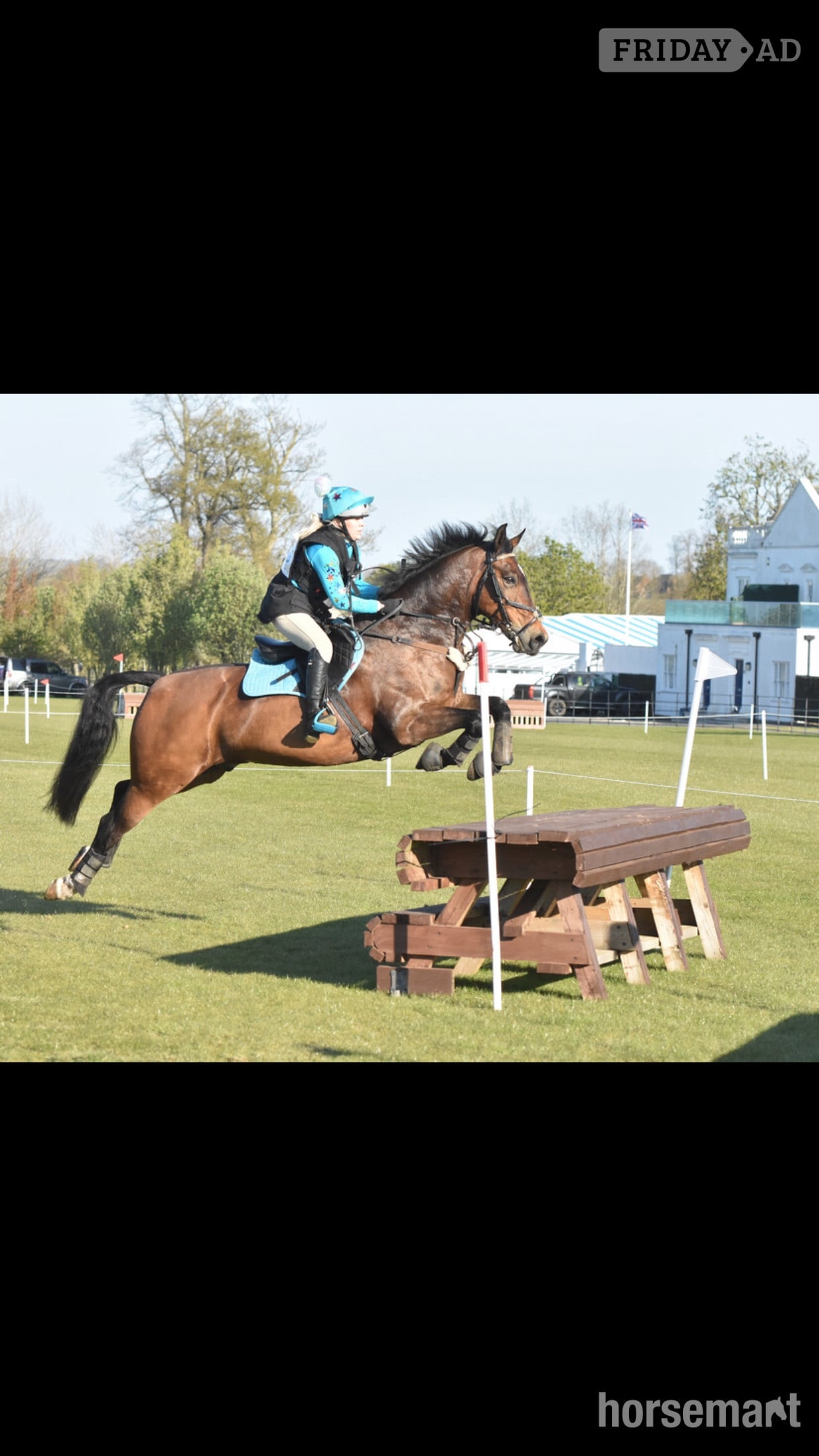 Leamington Spa "FRED " Bay Gelding Show Jumper