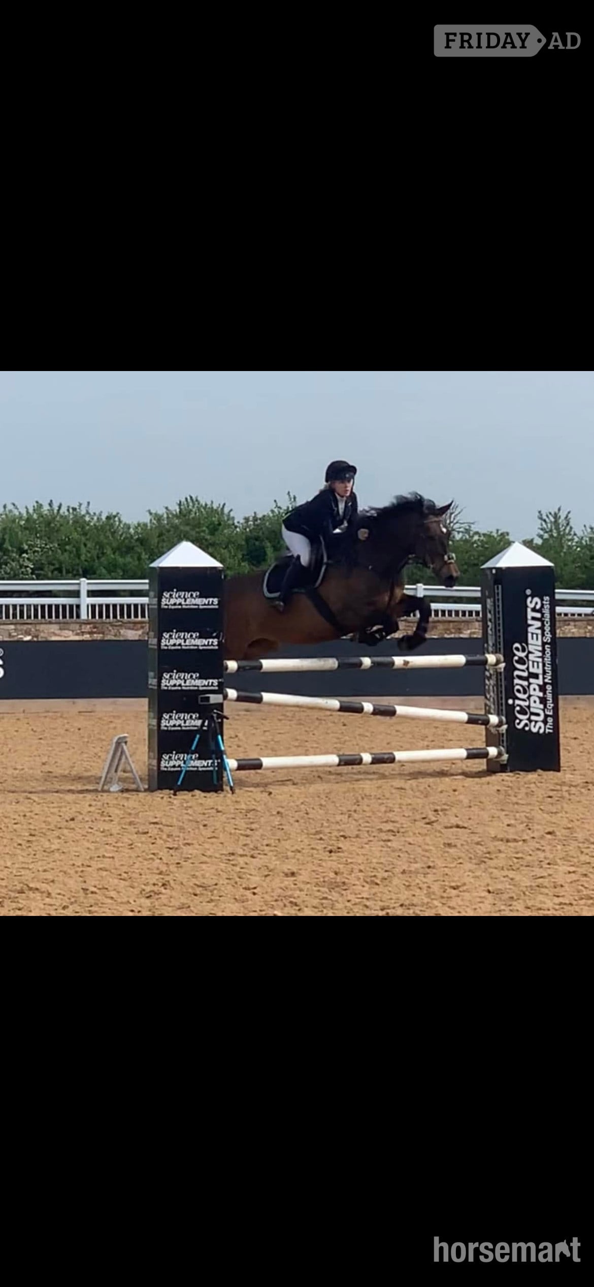 "FRED " Bay Gelding Show Jumper - Horses in Leamington Spa