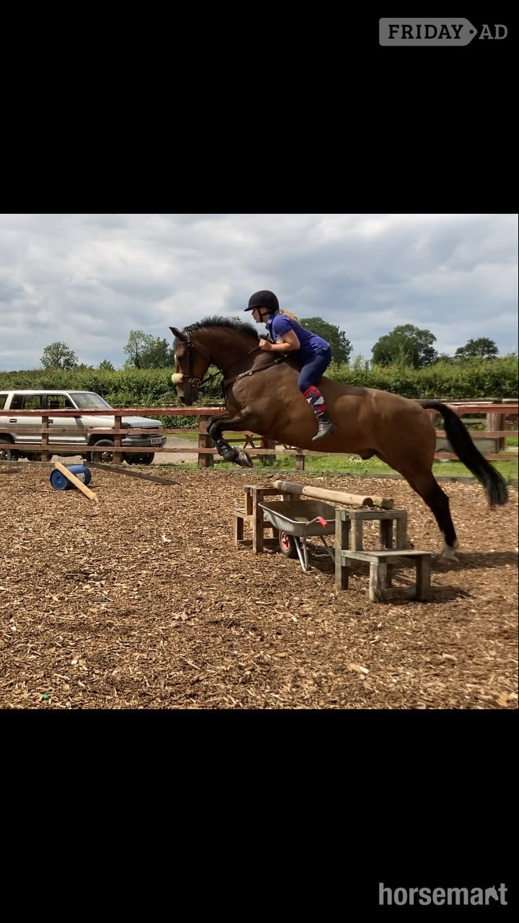 "FRED " Bay Gelding Show Jumper - Horses