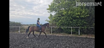 "Billy" Bay Gelding All Rounder