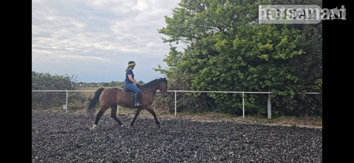"Billy" Bay Gelding All Rounder in Southend-On-Sea