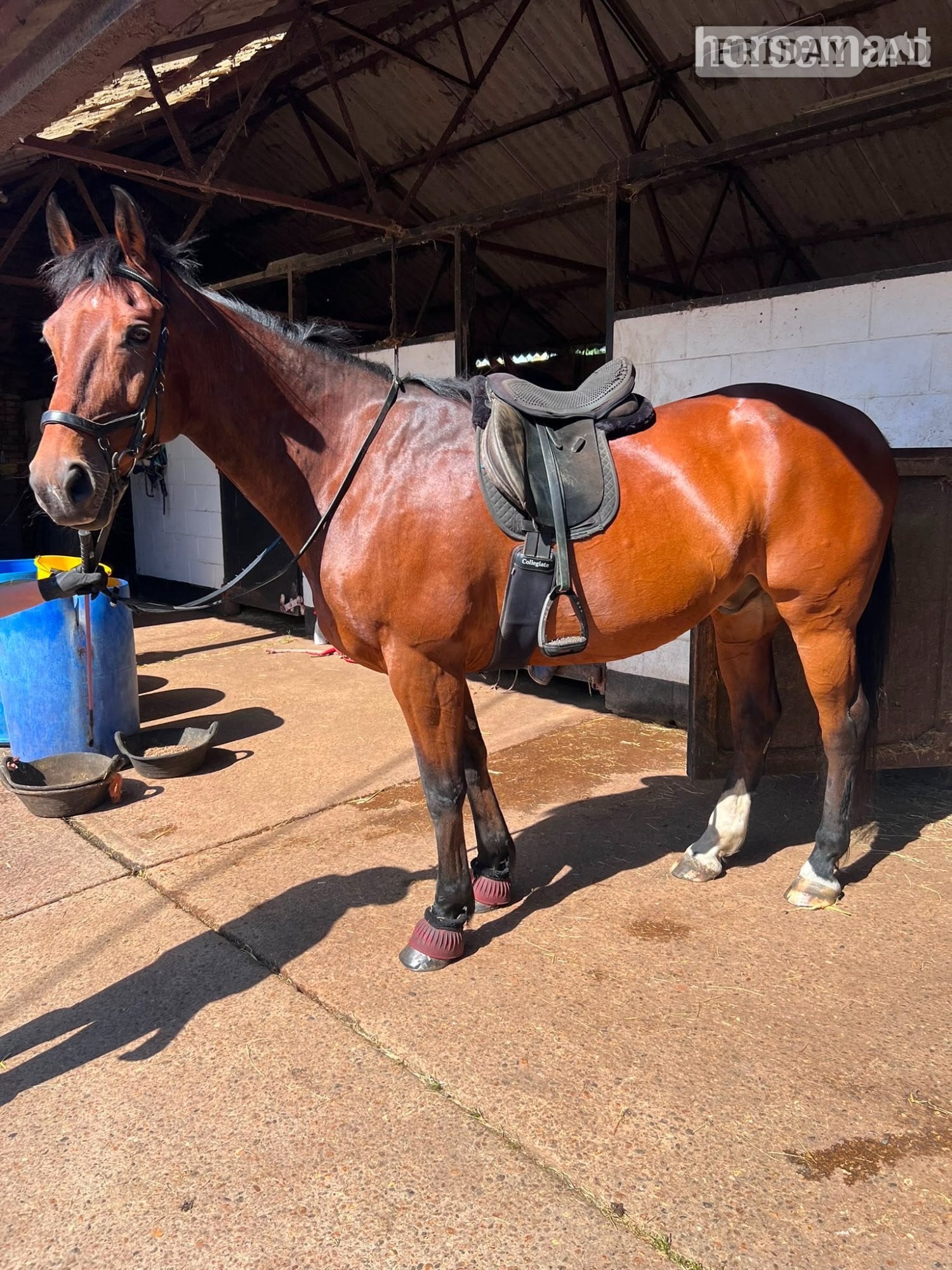 "Billy" Bay Gelding All Rounder