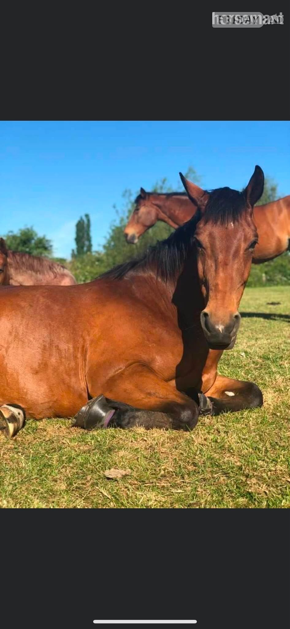 Southend-On-Sea "Billy" Bay Gelding All Rounder