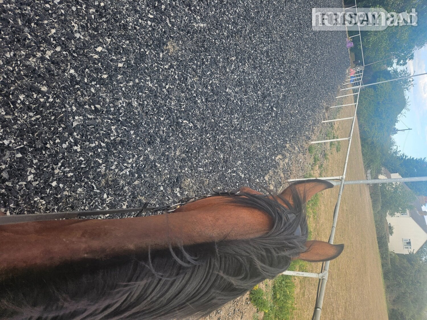 "Billy" Bay Gelding All Rounder - Horses in Southend-On-Sea