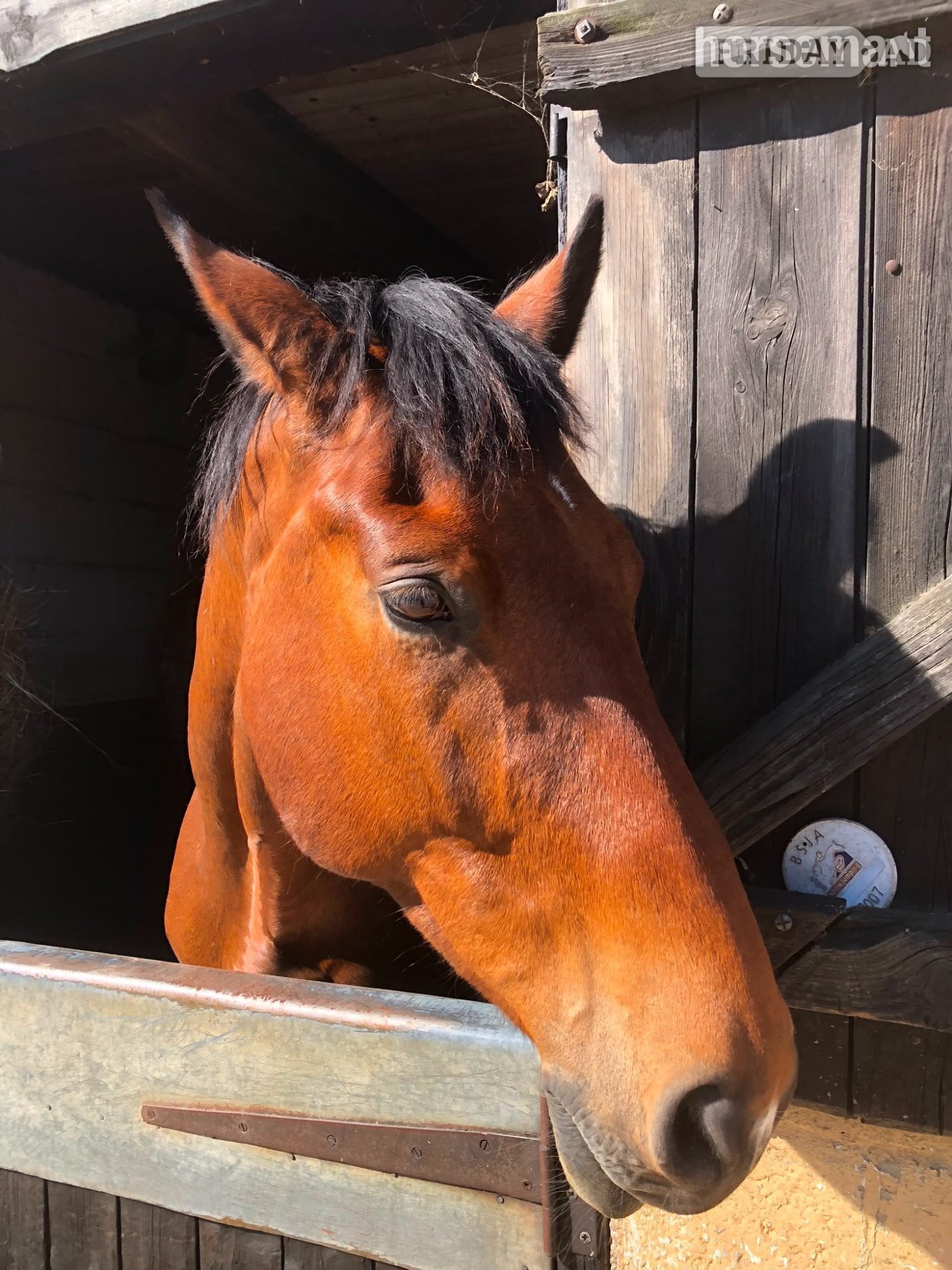 "Billy" Bay Gelding All Rounder - Horses