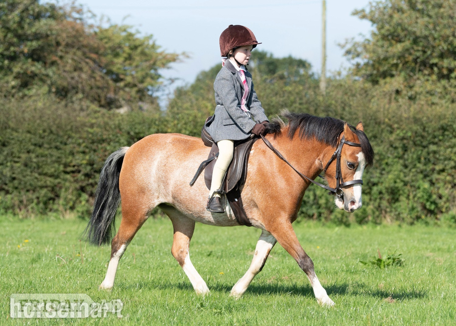 Ivybridge "Gwen" Chestnut Roan Mare All Rounder
