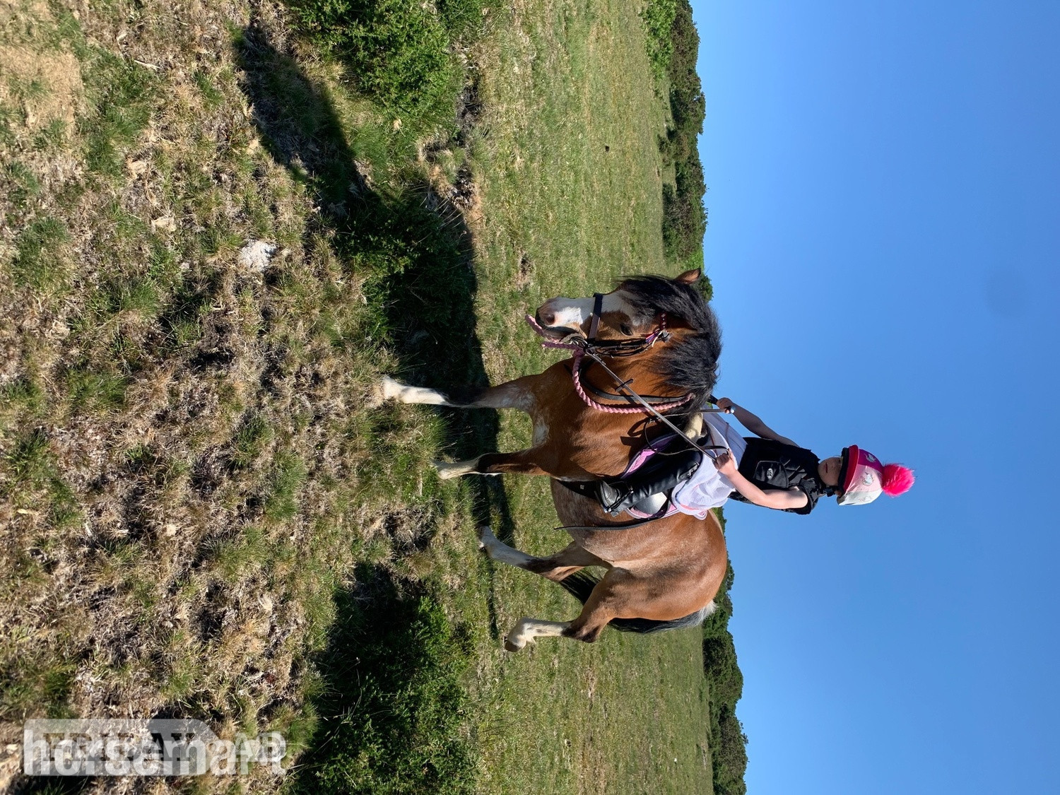 "Gwen" Chestnut Roan Mare All Rounder - Horses in Ivybridge