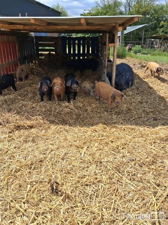 Tamworth x Large Black weaners
