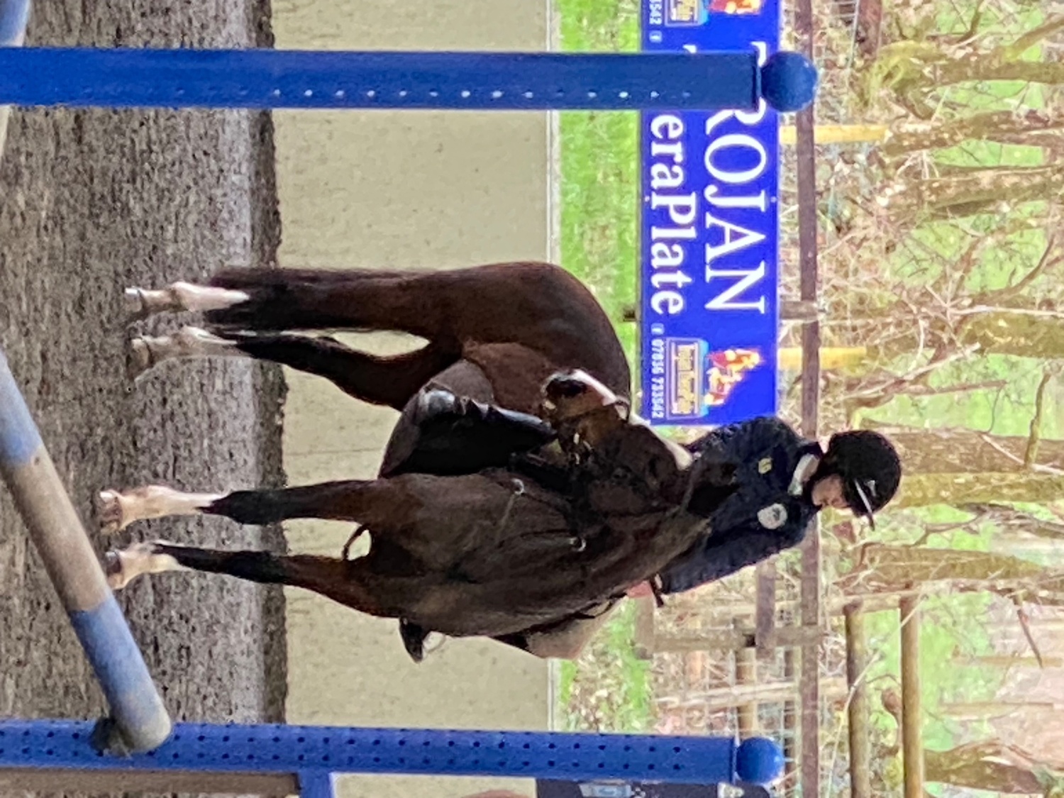 Carmarthen "Mini Monica " Bay Mare All Rounder