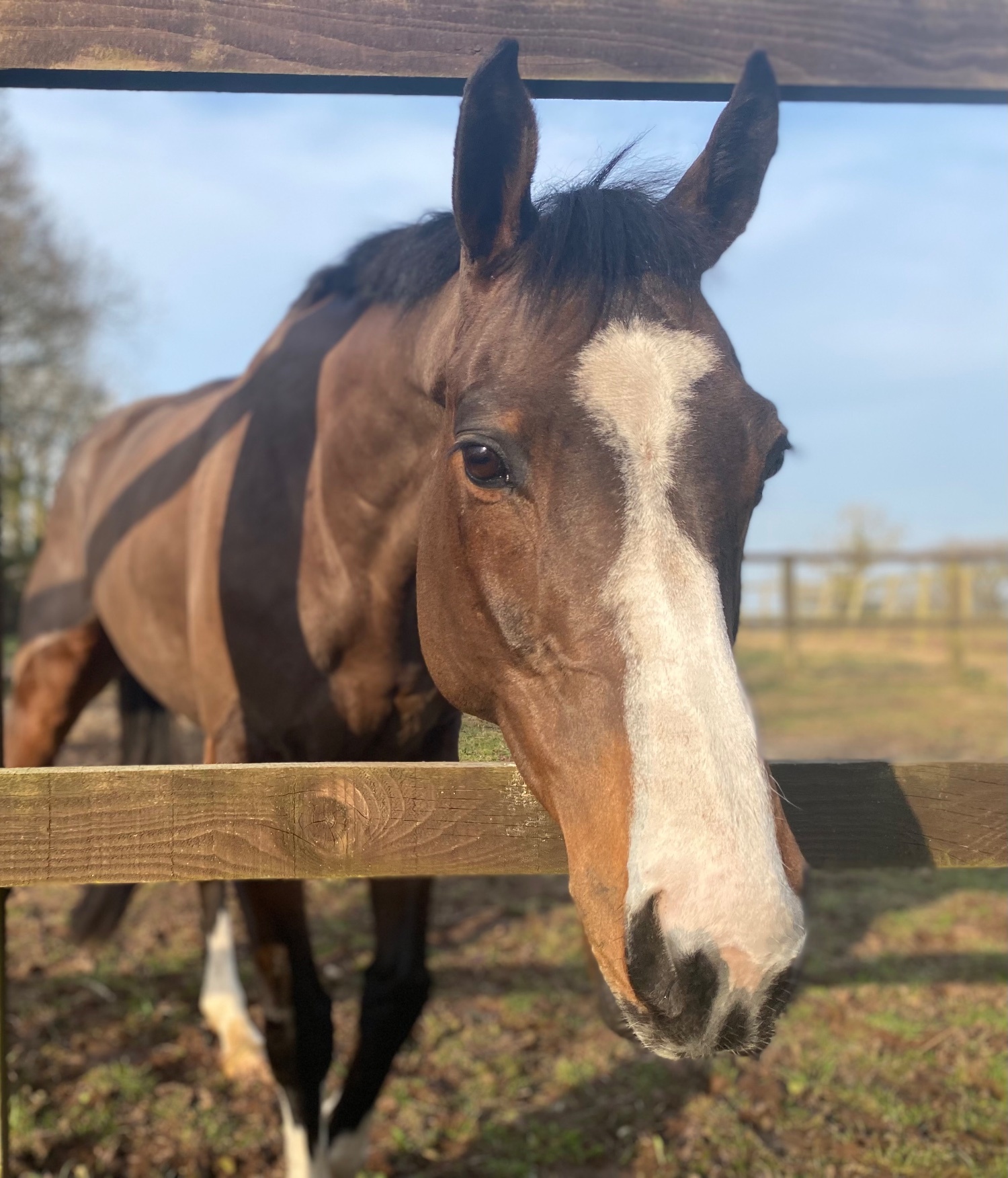 "Mini Monica " Bay Mare All Rounder - Horses