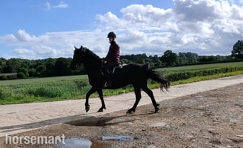 "Daphne" Black Mare All Rounder