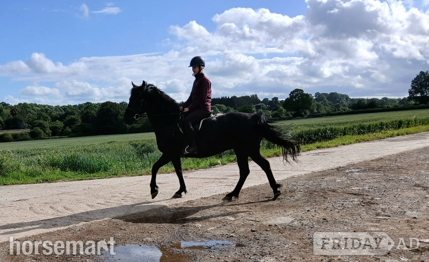 "Daphne" Black Mare All Rounder in Chippenham